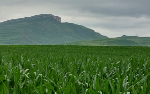 Новая угроза в посевах кукурузы на полях Северо-Кавказского региона