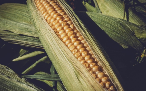 Как выбрать гибрид кукурузы