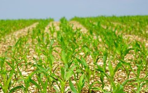Влияние качества сева на развитие кукурузы