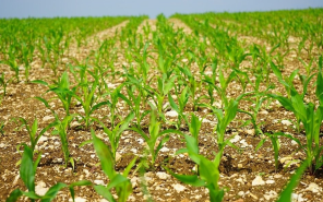 Подготовка почвы к посеву кукурузы