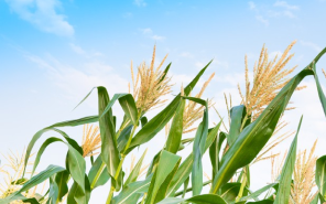 Насколько важен размер семян кукурузы?