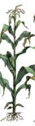 Гербициды для кукурузы