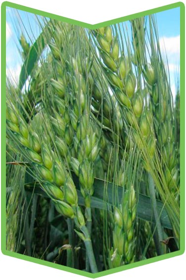 Защита яровой пшеницы
