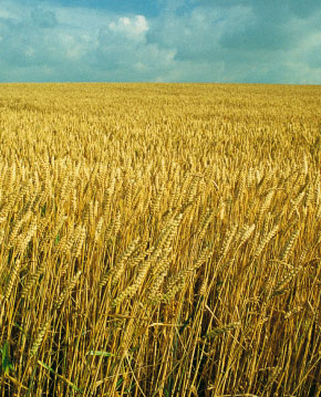 Болезни зерновых культур
