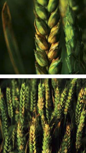Отчет по опытам: Краснодар 2012 (Озимая пшеница)