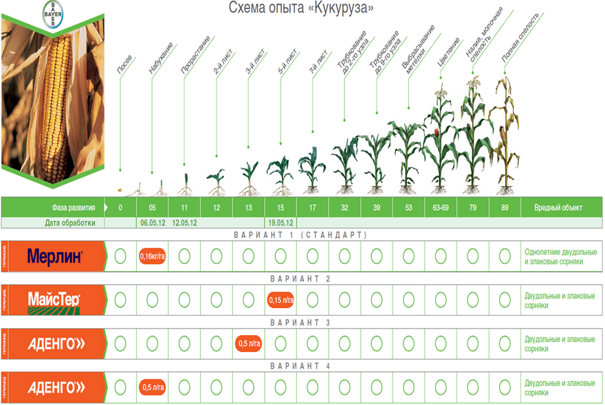 Отчет по опытам: Курск 2012 (Кукуруза)