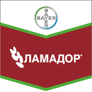 Шеврон Ламадор