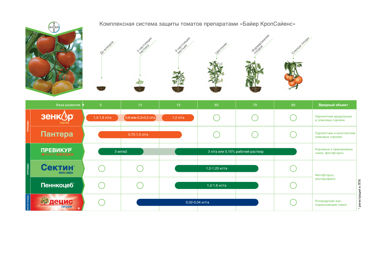Таблица подкормки томатов. Обработка томатов система защиты. Схема питания томатов. Схема защиты томатов открытого грунта. Схема защиты Сингента томат.