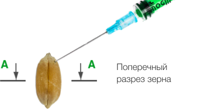 Наличие флуоресцентного F. graminearum
