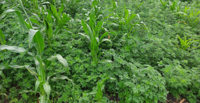 Новая угроза в посевах кукурузы на полях Северо-Кавказского региона