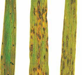 Гельминтоспориозная (обыкновенная) корневая гниль — Bipolaris sorokiniana (Helmintosporium sativum)