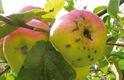 Парша на яблоне, груше - методы борьбы, описание, симптомы и фото