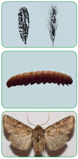 Обыкновенная зерновая совка (Apamea sordens)