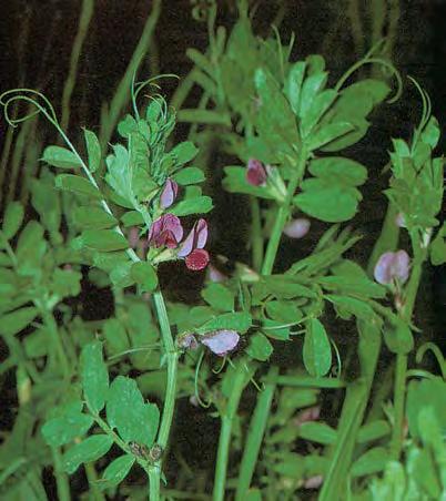 Вика сорнополевая (Vicia segetalis)