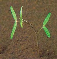 Вика сорнополевая (Vicia segetalis)