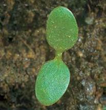 Горец перечный (Persicária hydropíper)