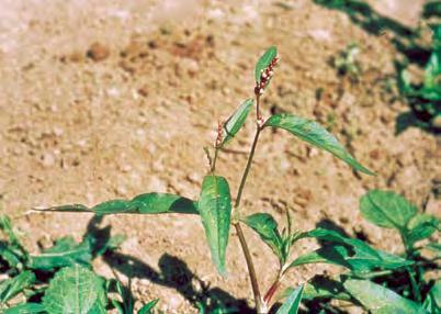 Горец шероховатый (развесистый) (Persicaria lapathifolia )