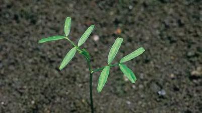 Горошек волосистый (Vicia hirsuta)
