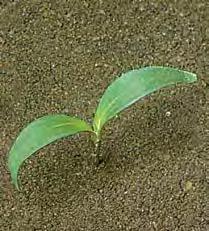 Дурнишник обыкновенный (зобовидный) (Xánthium strumárium)