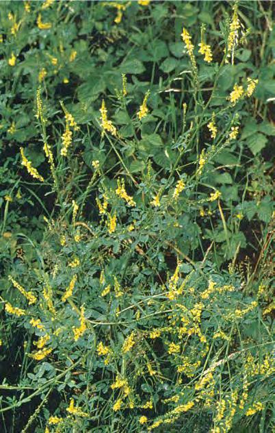 Донник лекарственный, Донник жёлтый (Melilotus officinalis)