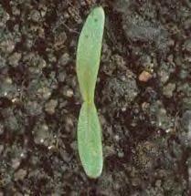Календула полевая, Ноготки полевые (Calendula arvensis)