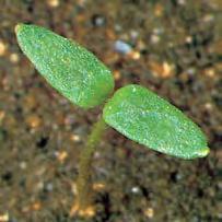 Льнянка обыкновенная (Linaria vulgaris)