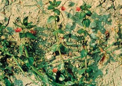 Очный цвет полевой (Anagallis arvensis)