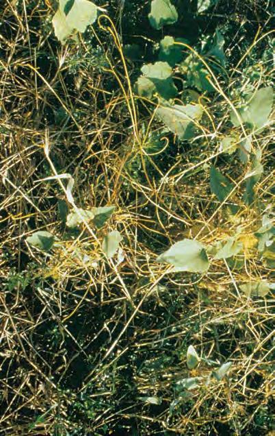 Повилика полевая (Cuscuta campestris)
