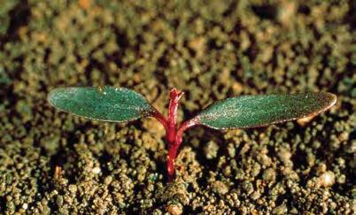 Щирица синеватая (Amaranthus lividus)