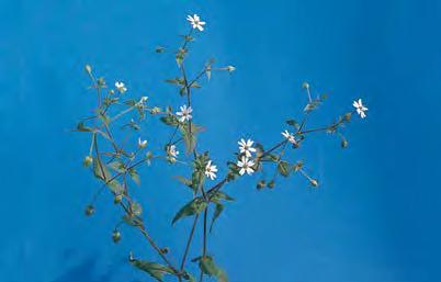 Ясколка полевая (Cerastium arvense)
