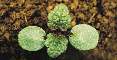 Яснотка стеблеобъемлющая (Lamium amplexicaule)