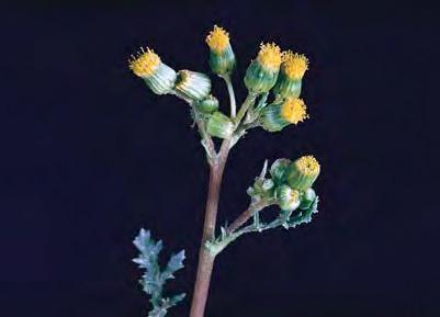 Крестовник обыкновенный (Senecio vulgaris)