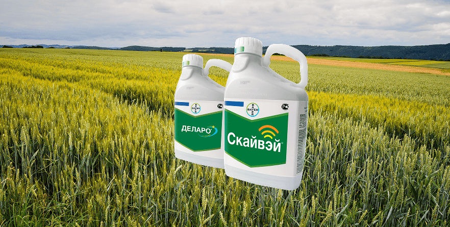 Скайвэй: новый уровень защиты от фузариоза колоса