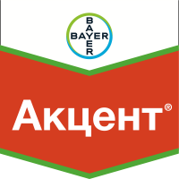 Акцент