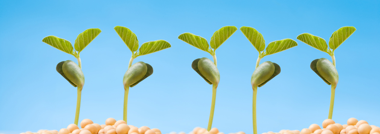 Мотиватор дружных всходов