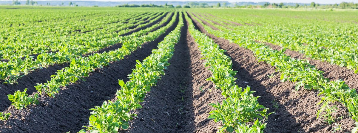 Нематициды - Bayer CropScience Россия
