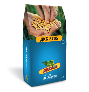 Семена гибридов кукурузы ДКС 3705 фото