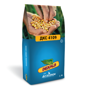 Семена гибридов кукурузы ДКС 4109 фото