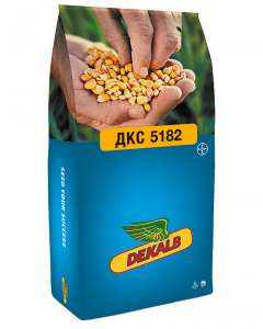Семена гибридов кукурузы ДКС 5182 фото