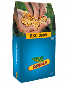 Семена гибридов кукурузы ДКС 3609 фото