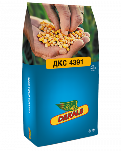 Семена гибридов кукурузы ДКС 4391 фото