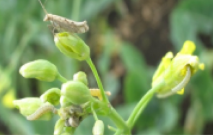 Моль капустная (Plutella xylostella)