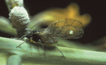 Тля капустная (Brevicoryne brassicae)