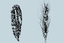 Обыкновенная зерновая совка (Apamea sordens)