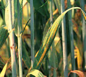 Распространение стеблевой ржавчины пшеницы беспокоит фермеров