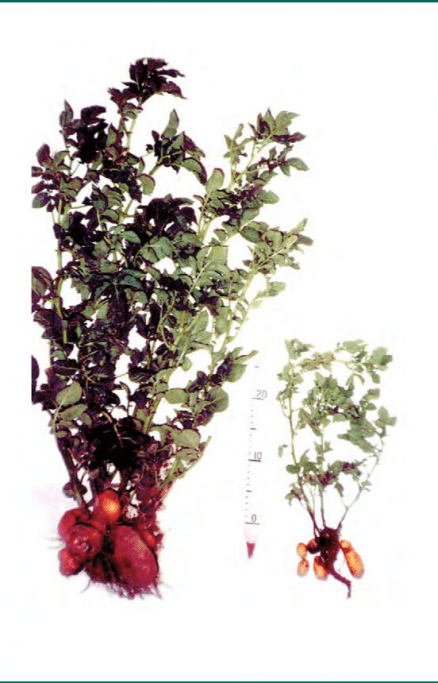 Веретеновидность клубней (Potato spindle tuber viroid (англ))