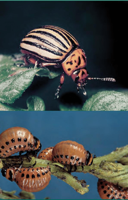 Колорадский картофельный жук (Leptinotarsa decemlineata)