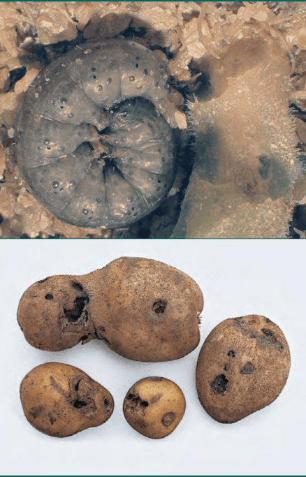 Озимая совка (Agrotis segetum)