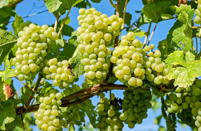 Болезни винограда - список заболеваний, описания и меры защиты