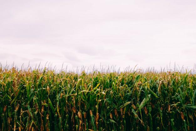 Посев кукурузы – как, когда, чем и сколько